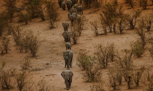 Zimbabwei táj vonuló elefántokkal