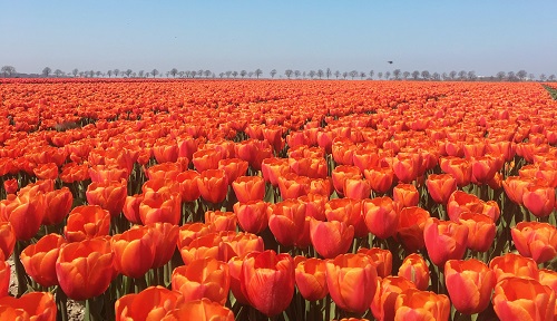 Holland tulipánok